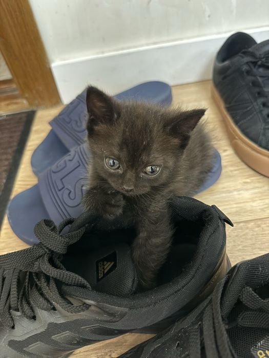 Продам котенка британка