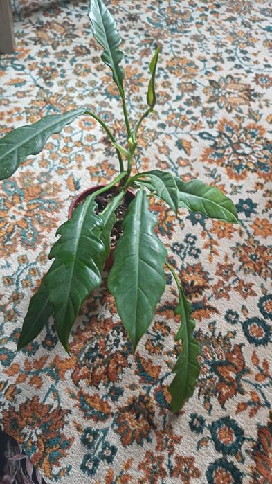 Красивая Филедендрон