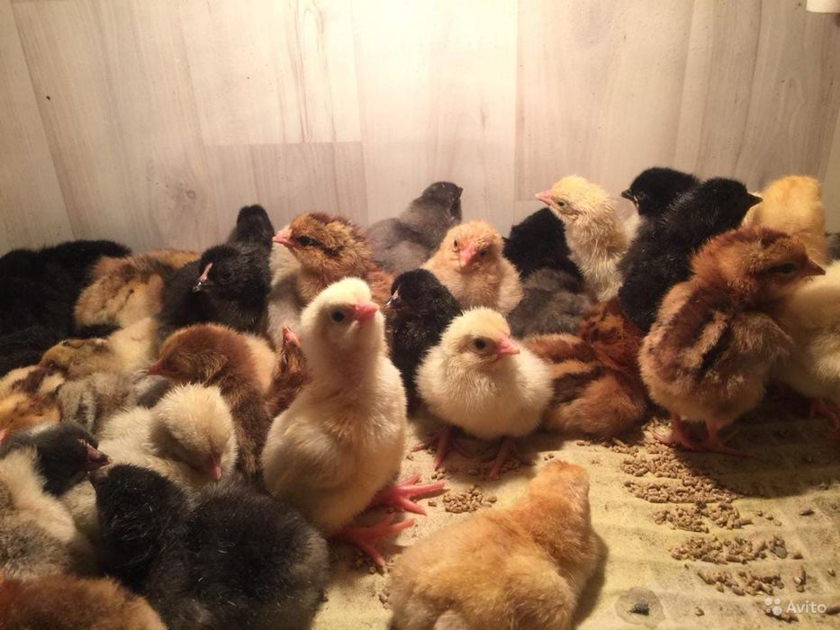 Продам цеплят разных пород