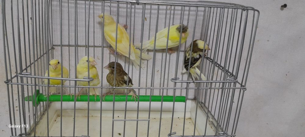 Kanareka sotilad maladokla