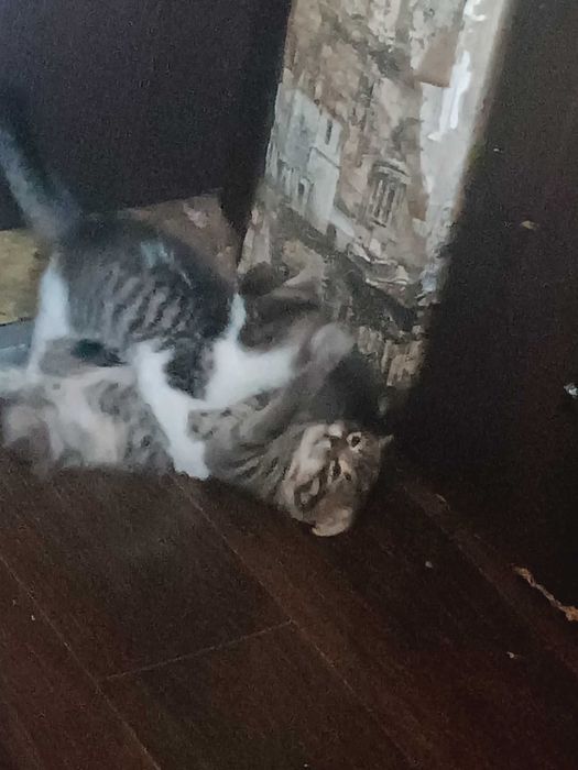 Отдам котят в хорошие руки
