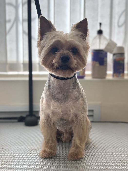 Груминг собак и кошек