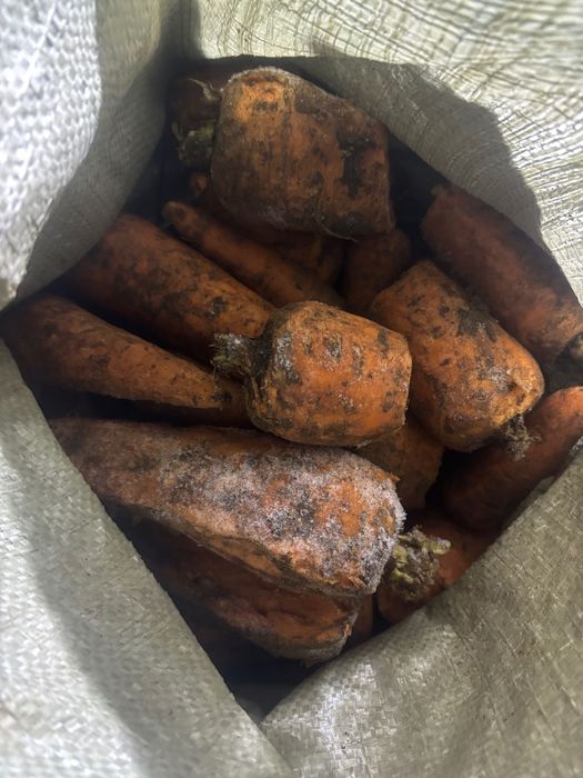 Продам морковь