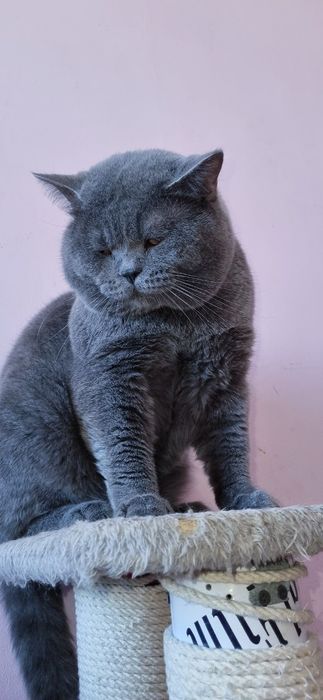 ВЯЗКА Британец чистокровный