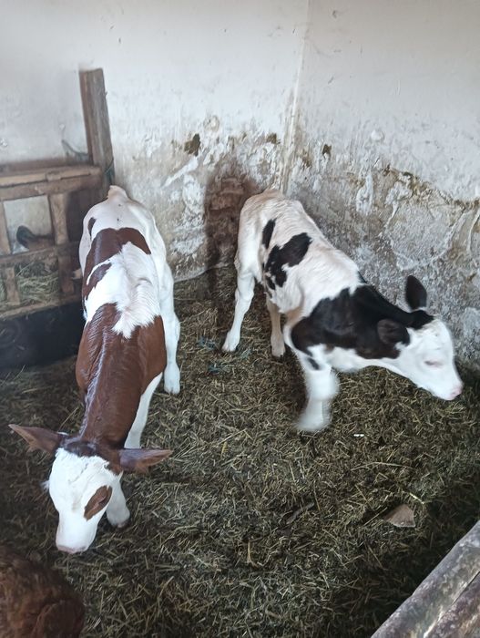 De vânzare 2 taurasi