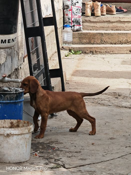 Такса кушик сатылады