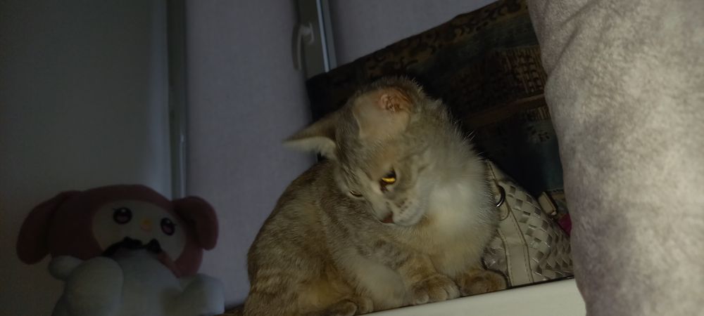 Кошка  молодая мышеловкаа