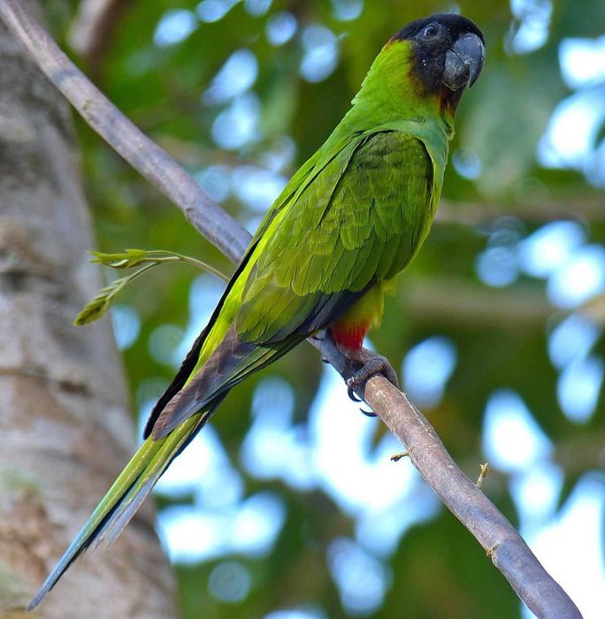 Продам разные попугаи