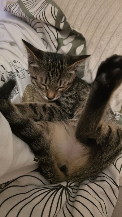 Отдадим в добрые руки!