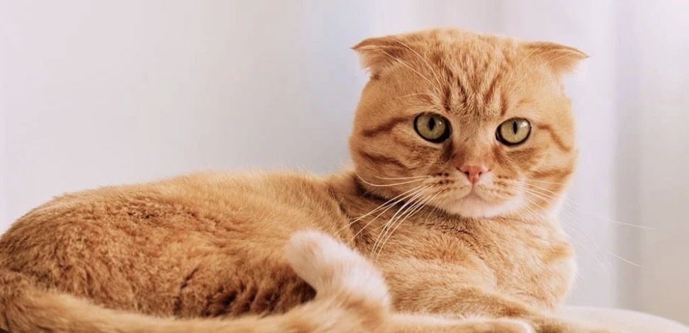 Шотландская вислоухая кошка