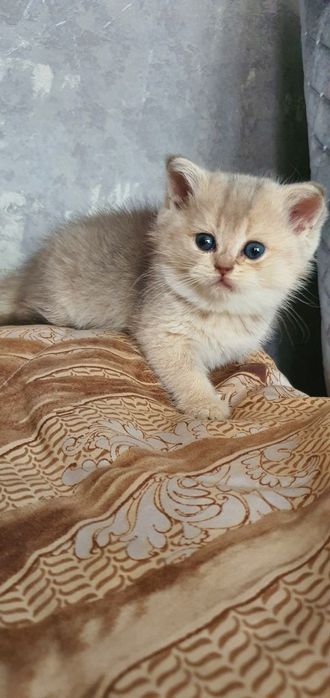 Vyazka Britanski zalataya shinshila