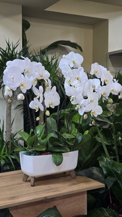Орхидея. Орхидея Фаленопсис в белом кашпо.