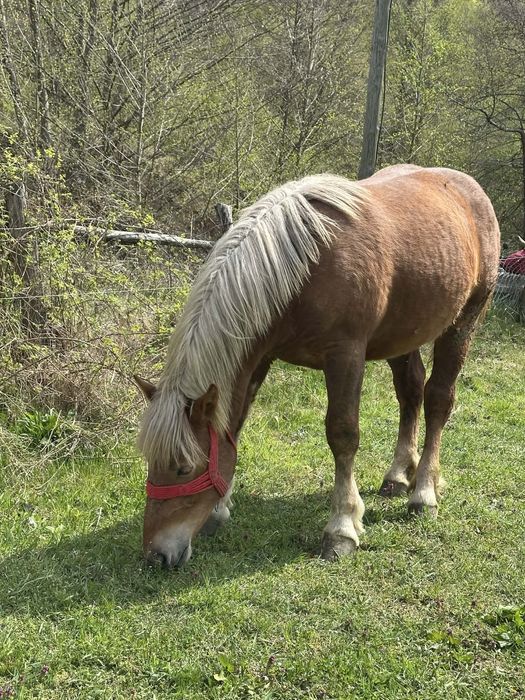 Vand pereche manze de un an