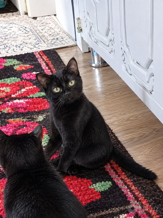 Мушукчалар кошачки