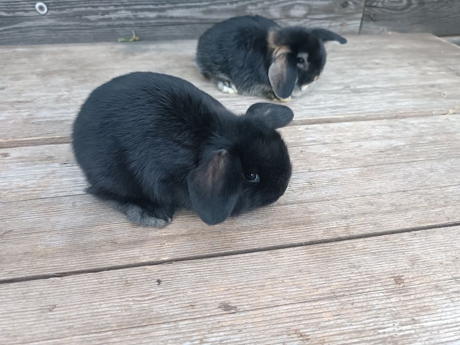 Iepurasi pitici Holland Lop / Mini Lop