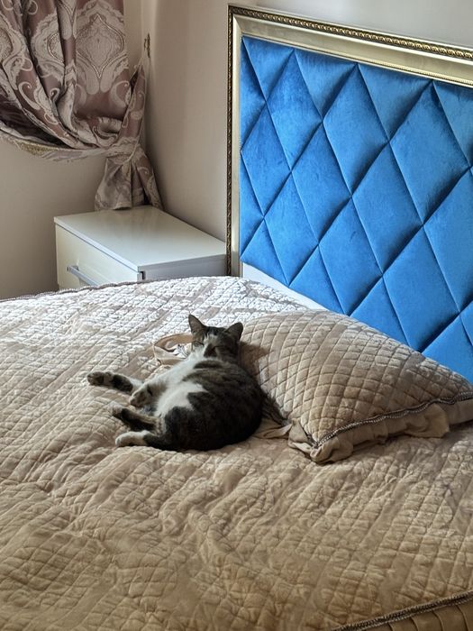 В добрые руки, стерилизована