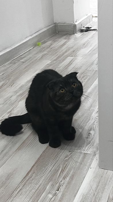 Чисткоровный шотландский кот