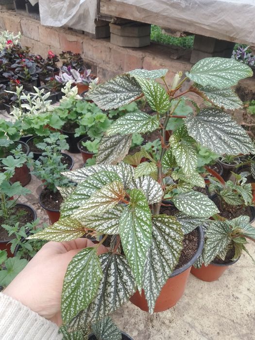 Комнатные цветы !!