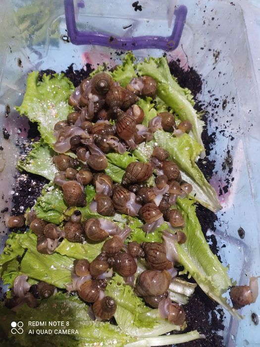 Mening jinsiy olatimni qizil va quruq. Bu nima?