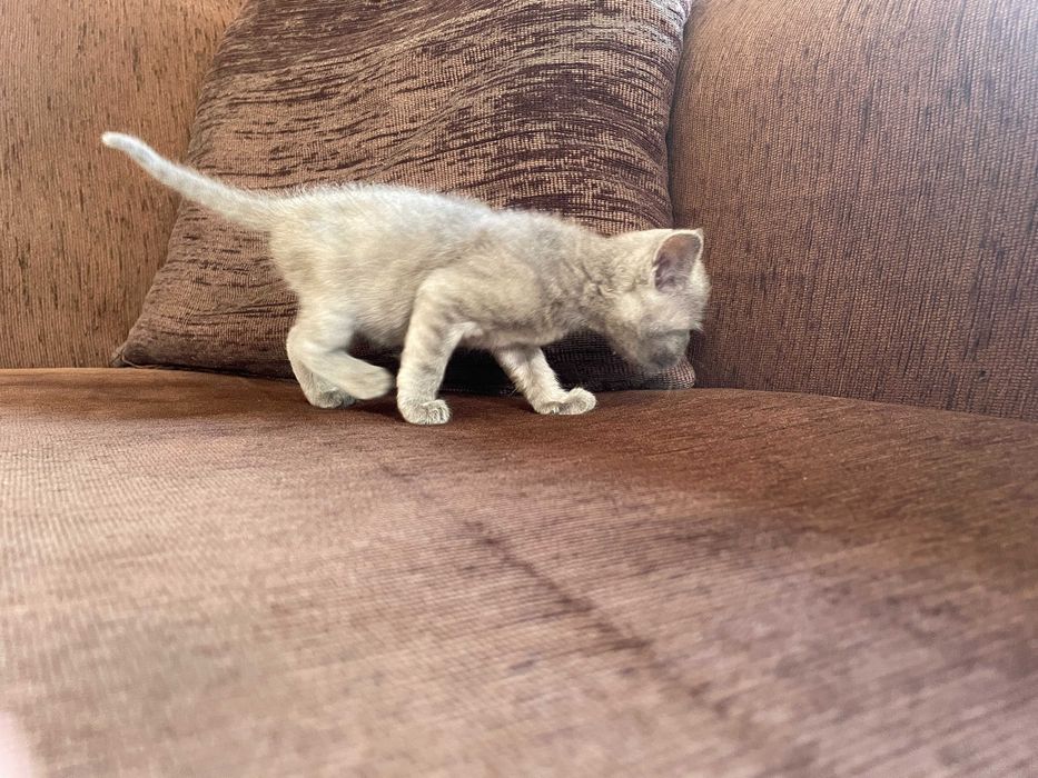 Британски котенца