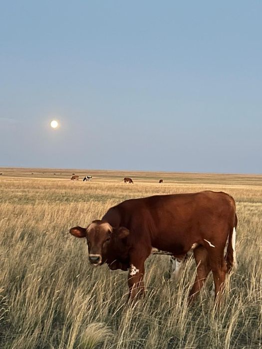 Подсос бұзаулар сатам