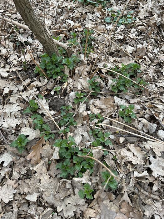 Vand urzici proaspete