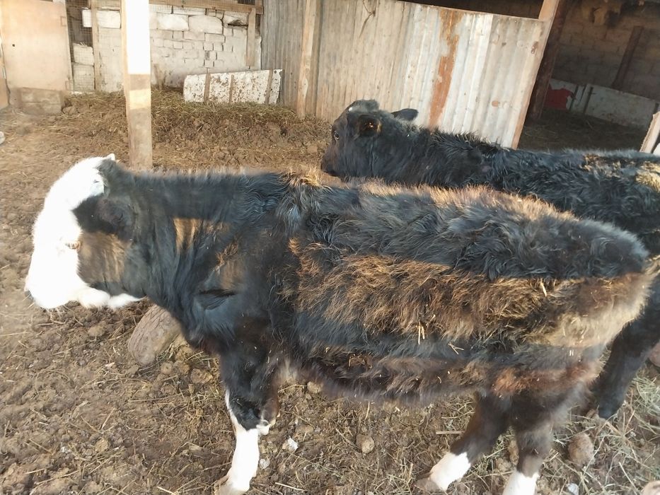 Баспақ еркек мал екеу жақсы