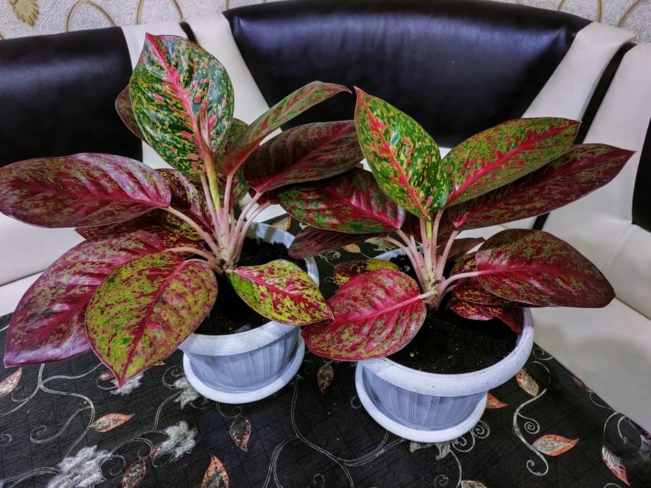 Комнатные растения. Доставка