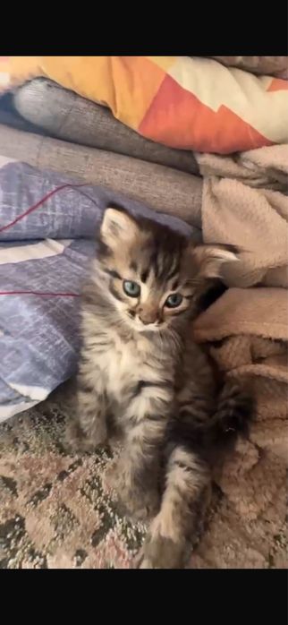Котенок передаю в бодрые руки