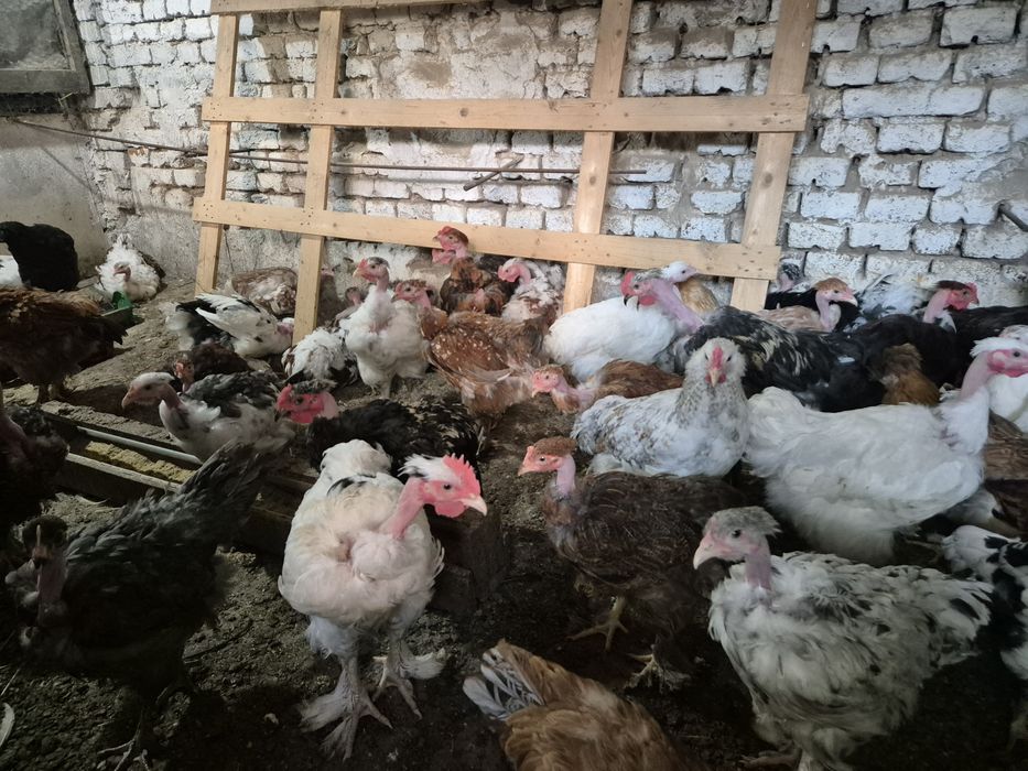 Продавам пилета кръстоска  на 3 месеца