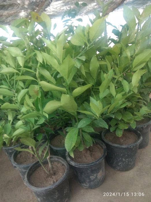 Limon, apelsin va mandarin