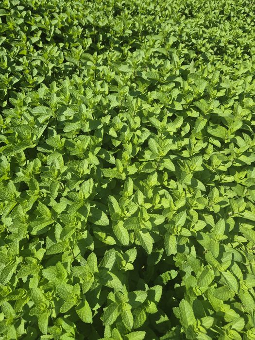 Mentă verde olandeză!