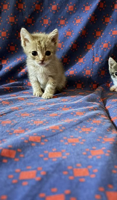 В добрые руки котенка
