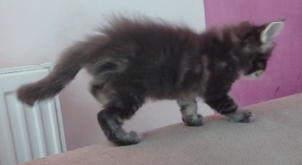 Băiețel Maine Coon