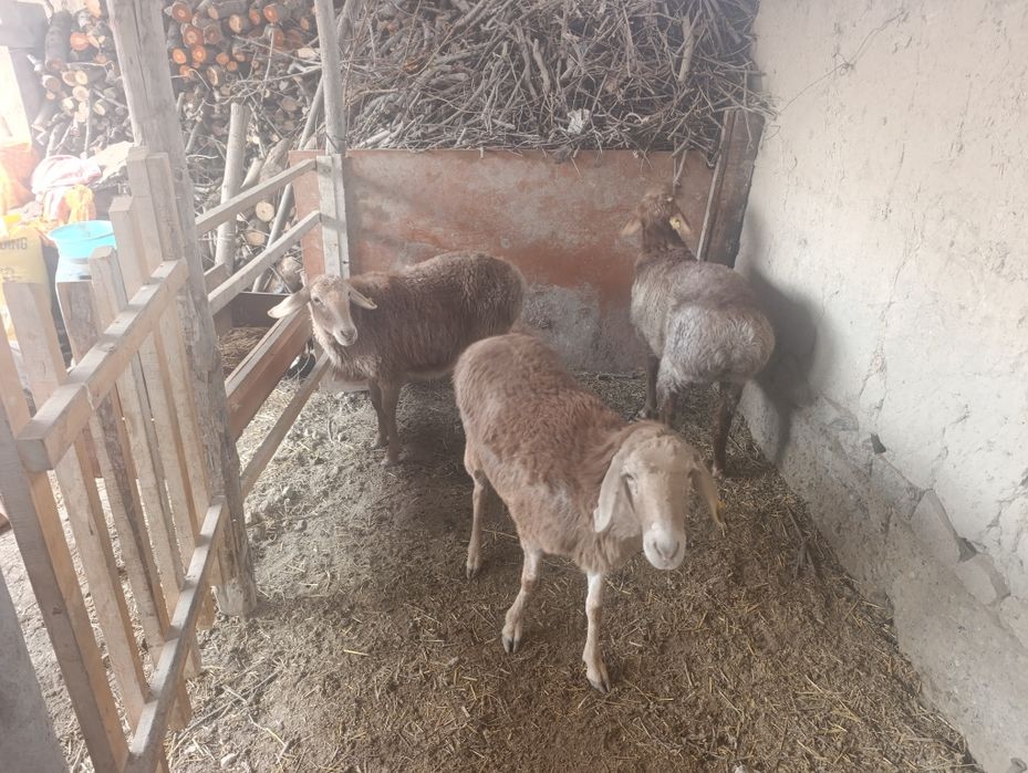 Арашан куйлар сотилади