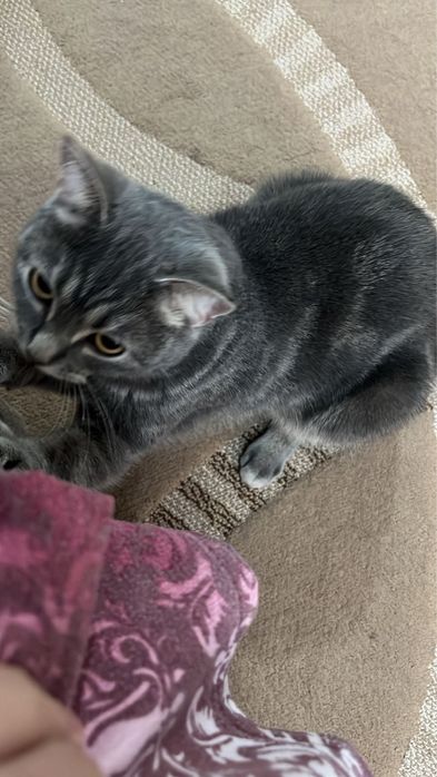 Отдам кошку в добрые руки