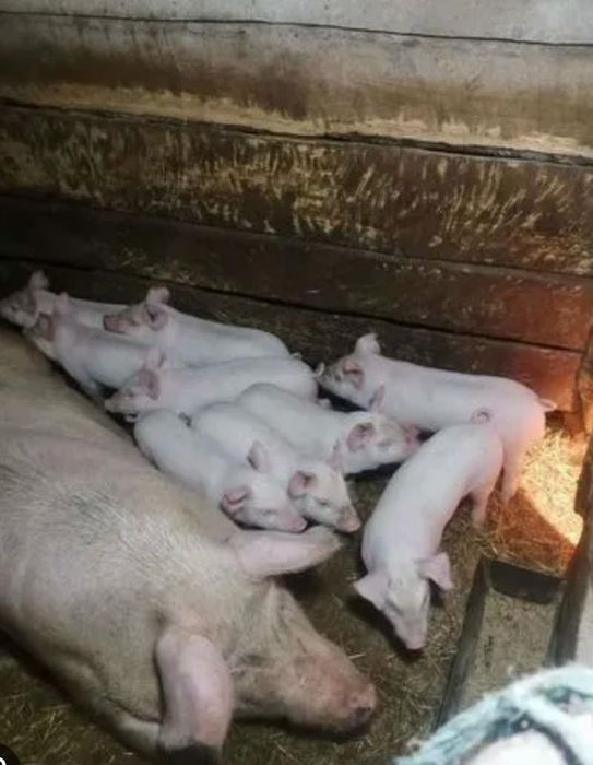 Куры белые ленгорн 100%оперения