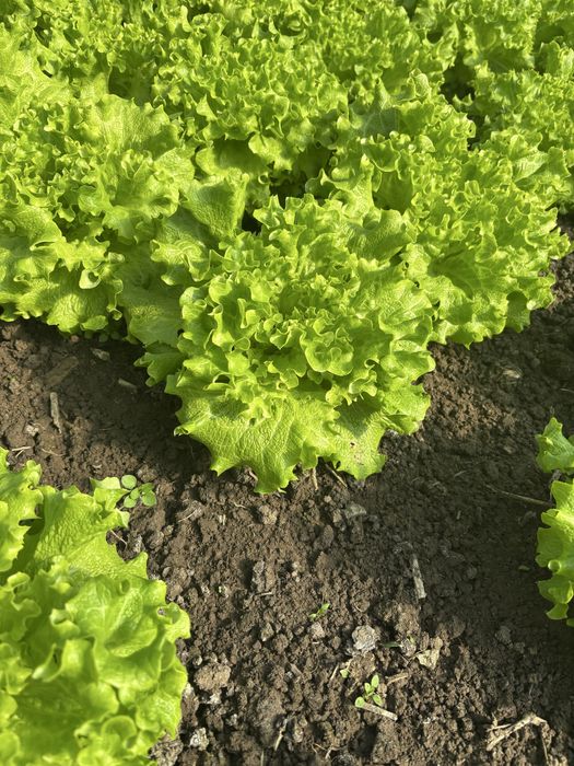 Свежа, зелена салата