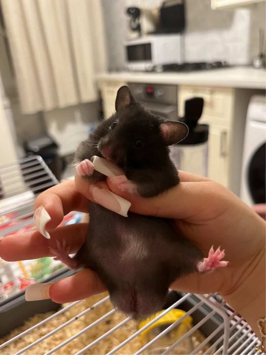 Vand pui de hamsteri sirieni URGENT