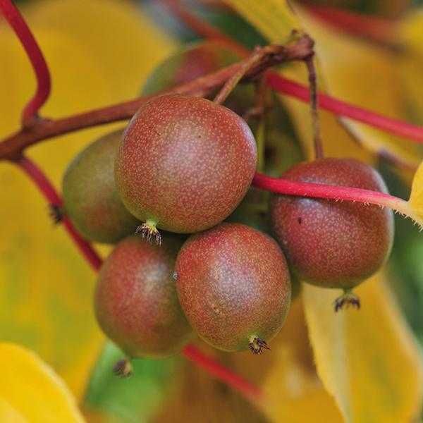 Червено киви - Налични 4 сорта Студоустойчиви