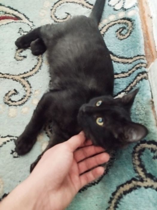 3 месяц котёнок мальчик