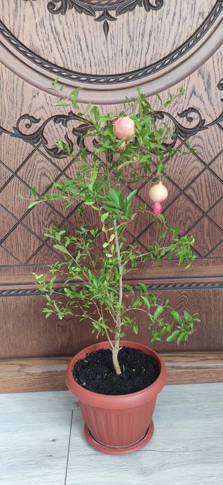 Гранатовое дерево . Домашний гранат