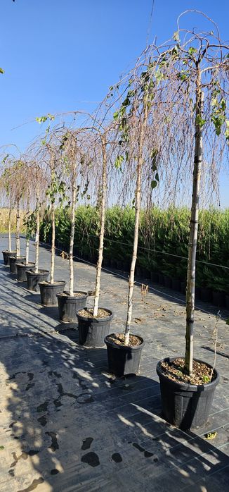 Dud globular altoi ( morus alba ) Betula youngii- Catalpa globulara