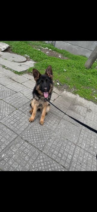 Немскаовчарка.