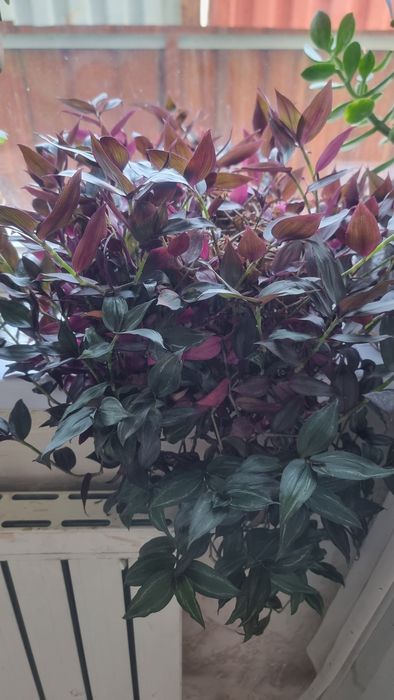 Традесканцию зебрину (Tradescantia zebrina) с характерными темно-фиоле