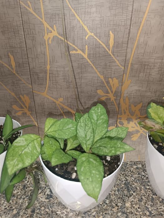 Цветок хойя , асал томчи гул