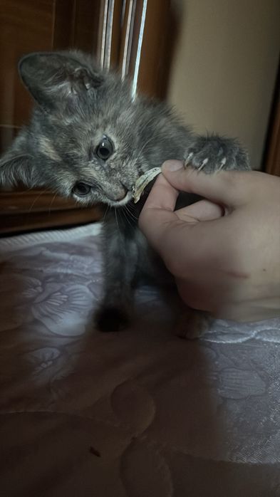 Котята бесплатно