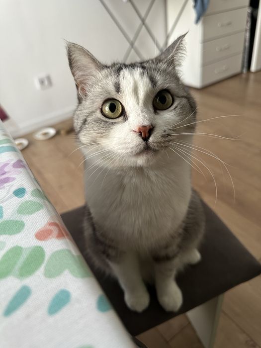 Пристраивается котик Бони