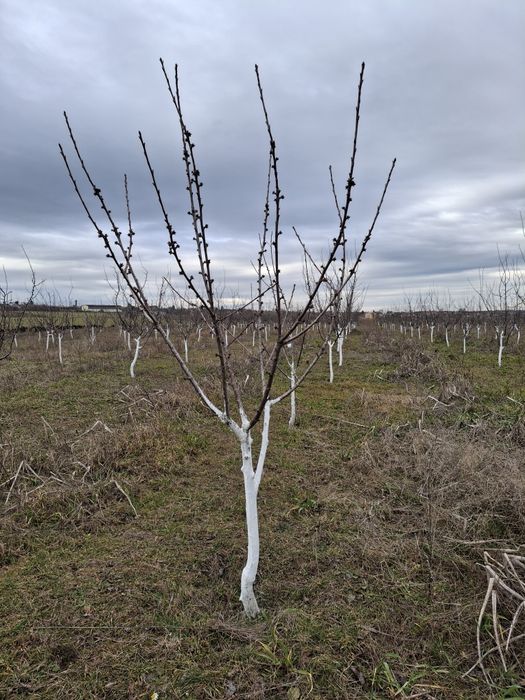 Продавам овошна градина 6 декара