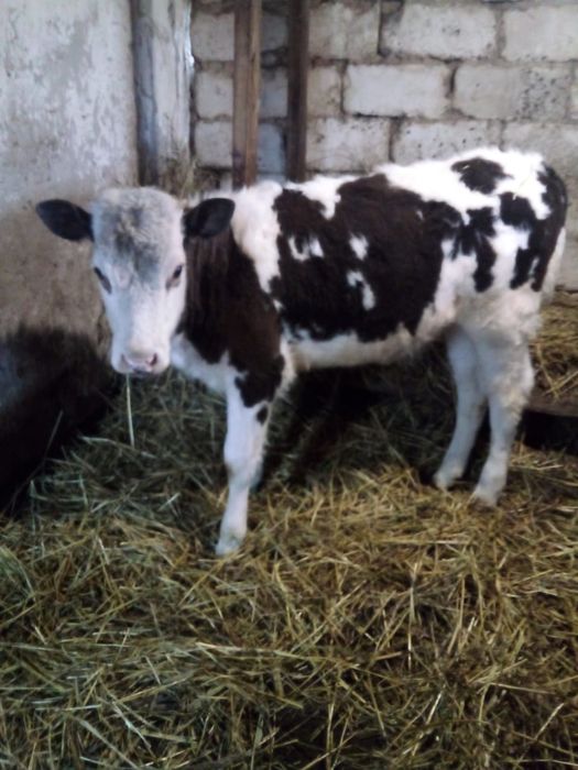 Продаётся телка шесть месяцев